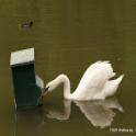 Cigne